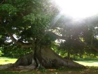 Ceiba tree zonlicht 72 dpi